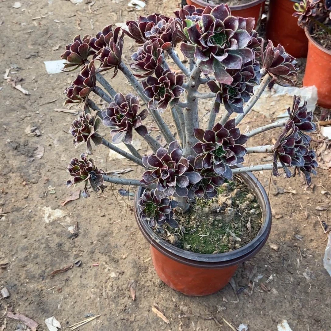 平***3号链接小辉斗法师