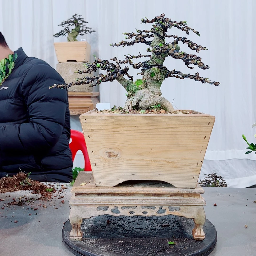 徐***俊达摩栀子花花花花