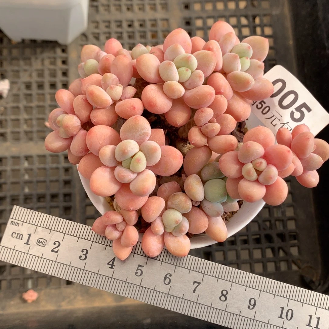 005洛神老桩冠服10