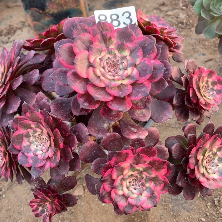 883多肉植物烟花