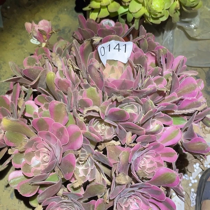 多肉植物法师141皇后