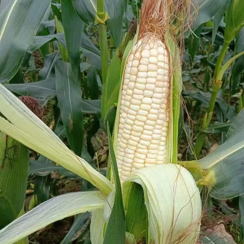 [卓哥助农] 梅县石扇白糯玉米软糯香甜  非转基因 包邮