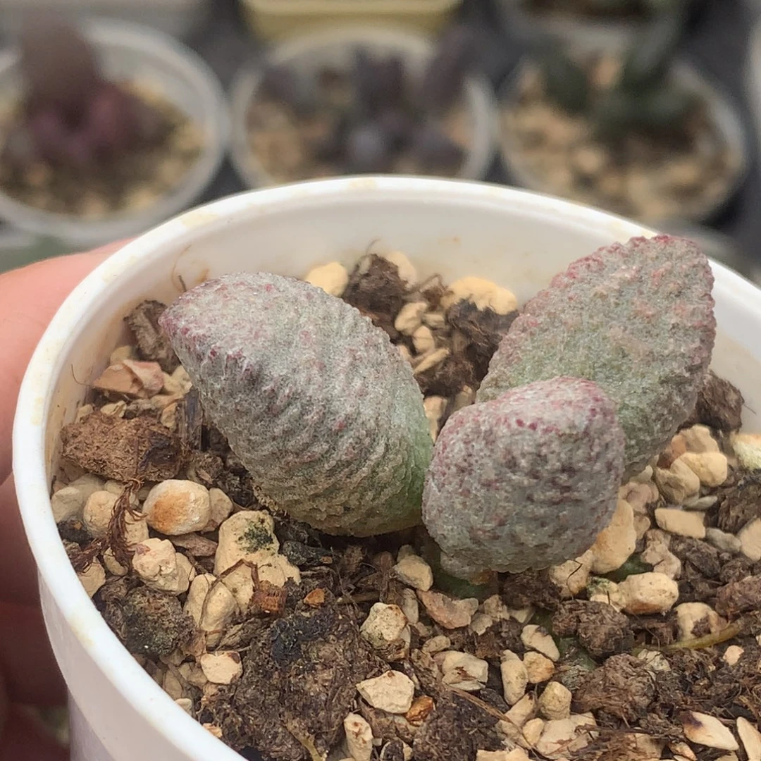 实生水泡 一物一拍