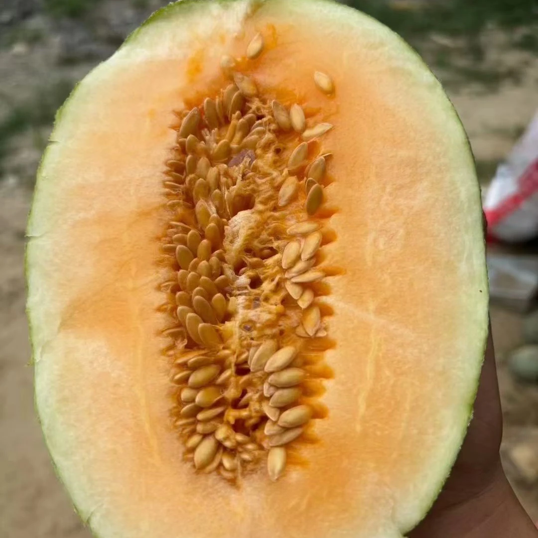 新鲜小密瓜9.9一个