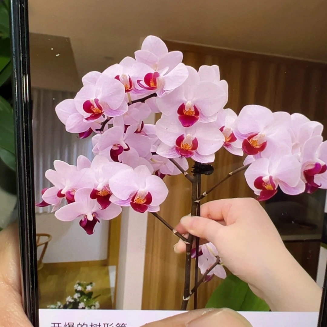 当前无花栽培后可以开花貂蝉新苗，凑单发货