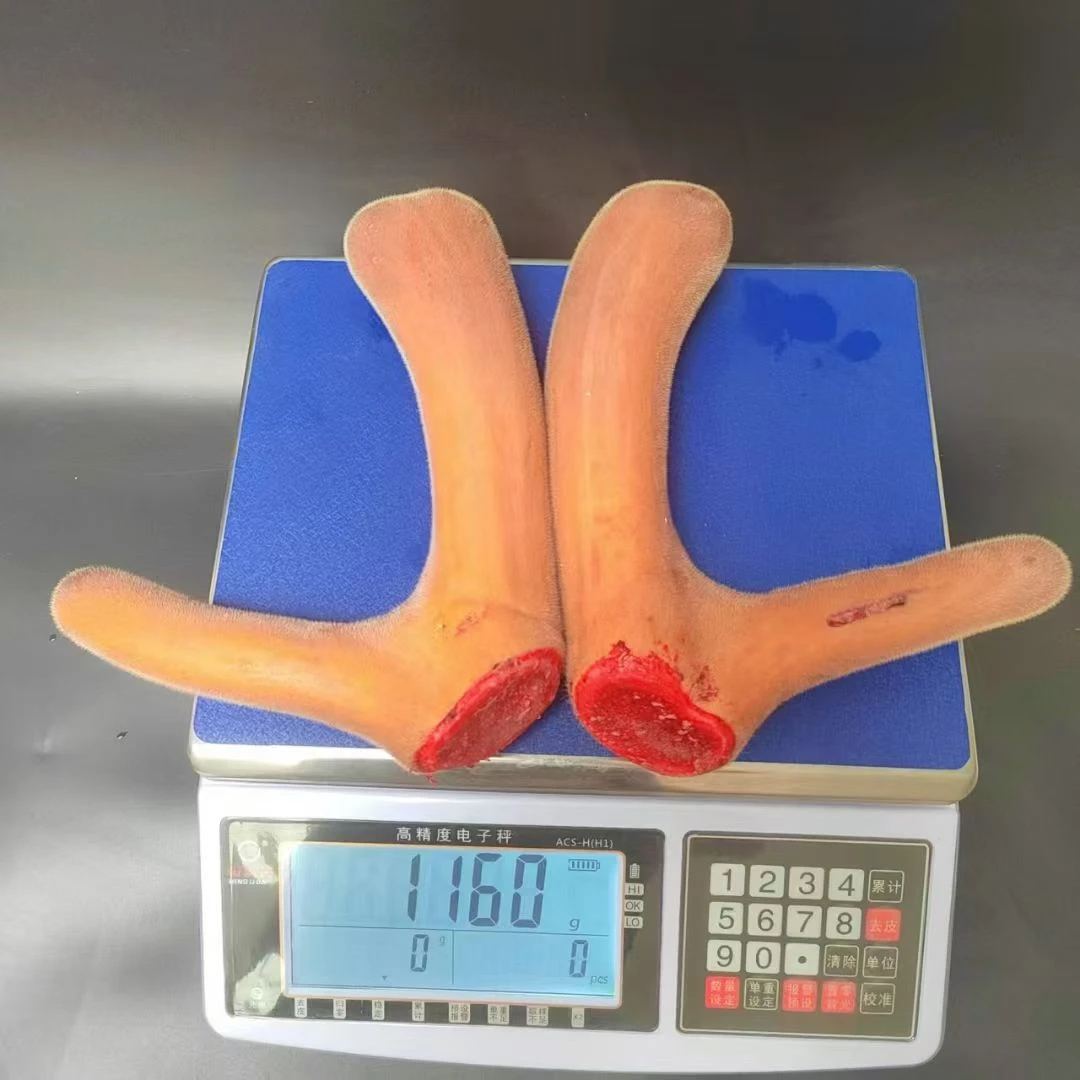 新鲜二杠煲汤泡酒佳品，产地直发