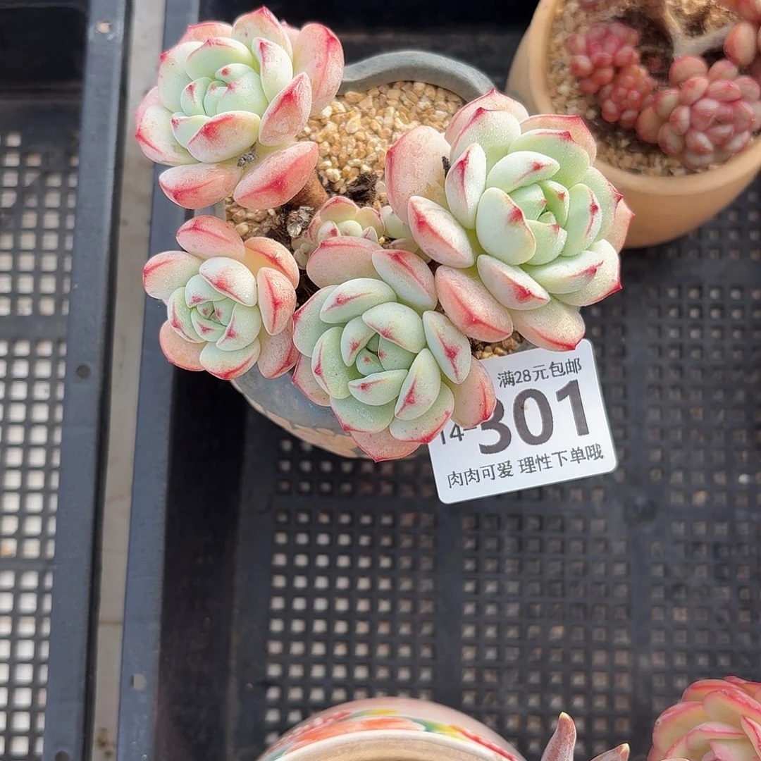白底香草无盆土发货无