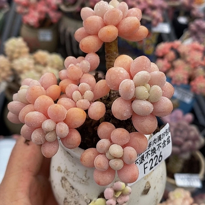 鱼子酱老桩6cm226多肉植物