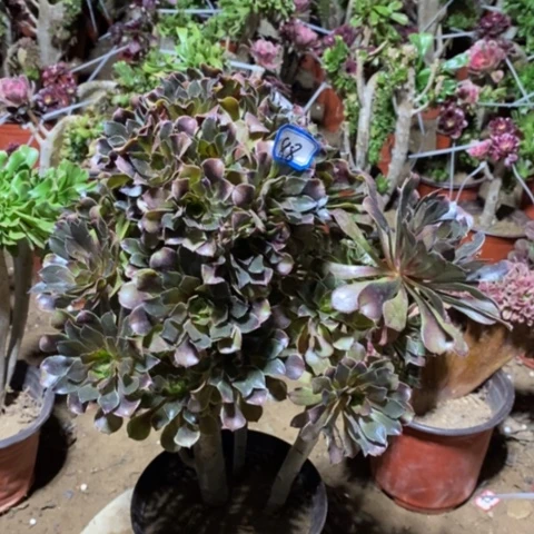 灰豆丛林一物一拍