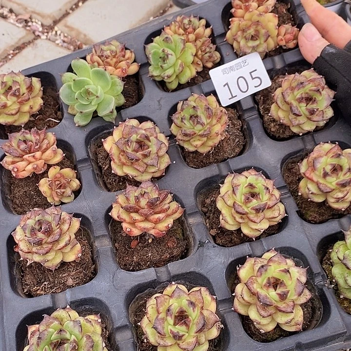 105 多肉植物盆栽花卉植物