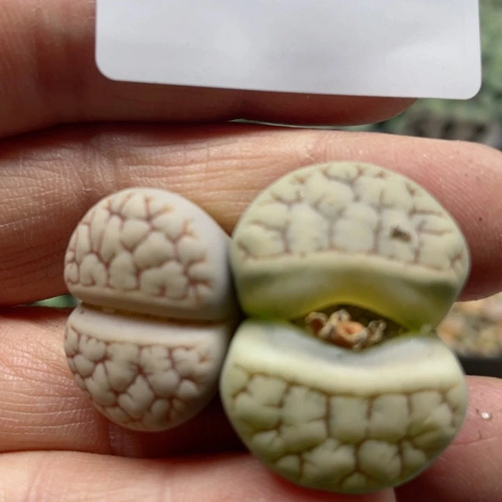 ꧁***꧂738红纹荒玉两颗