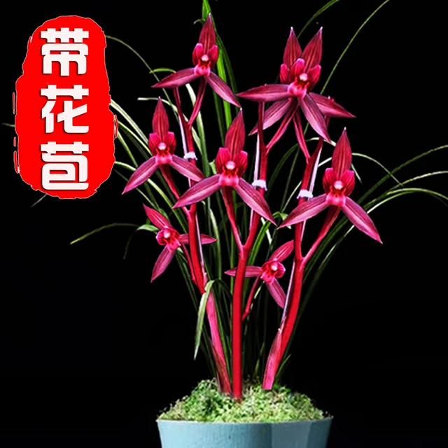 春剑铭品【带花苞】东方红兰花苗浓香型室内办公室绿植盆栽花卉