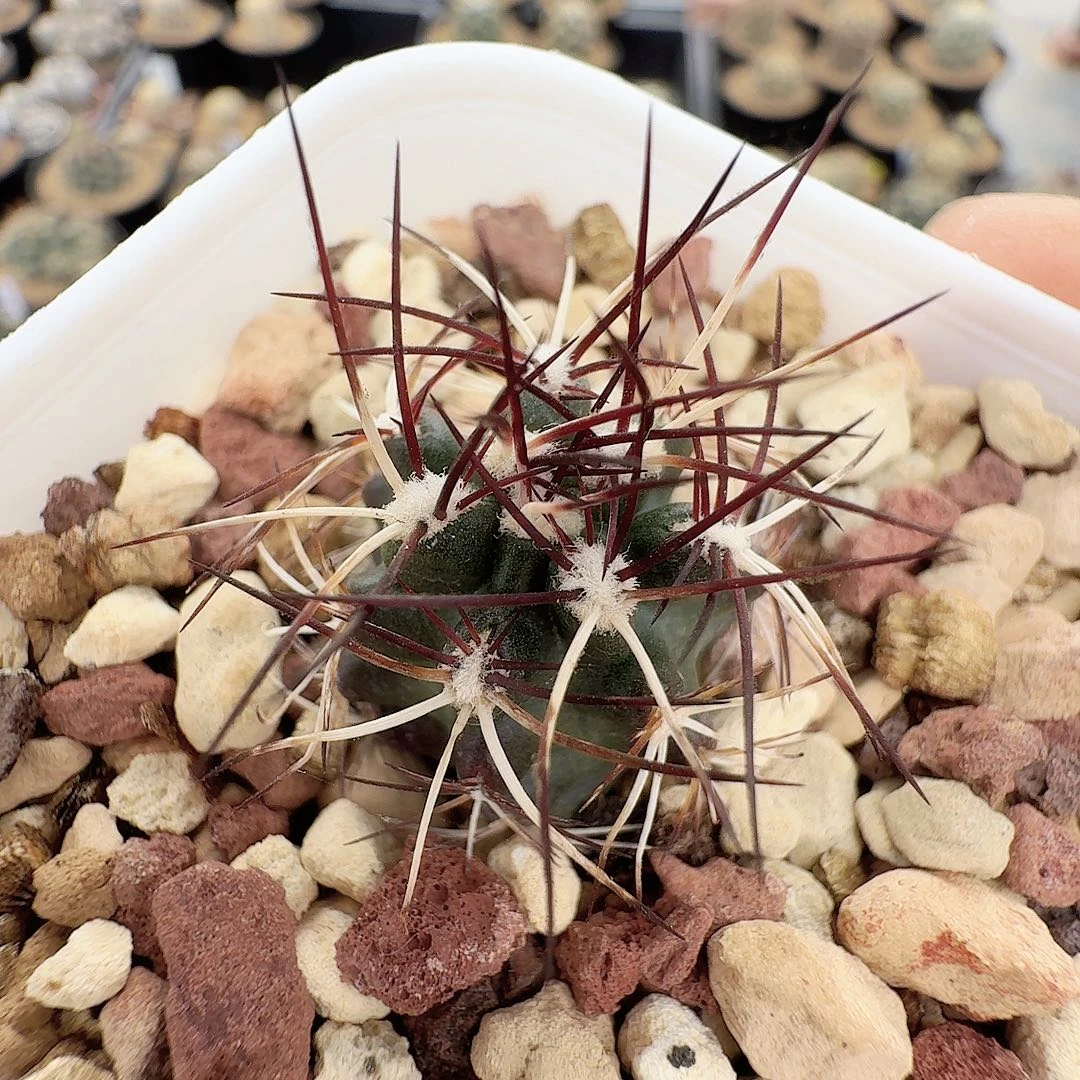 实生达氏脱土发货