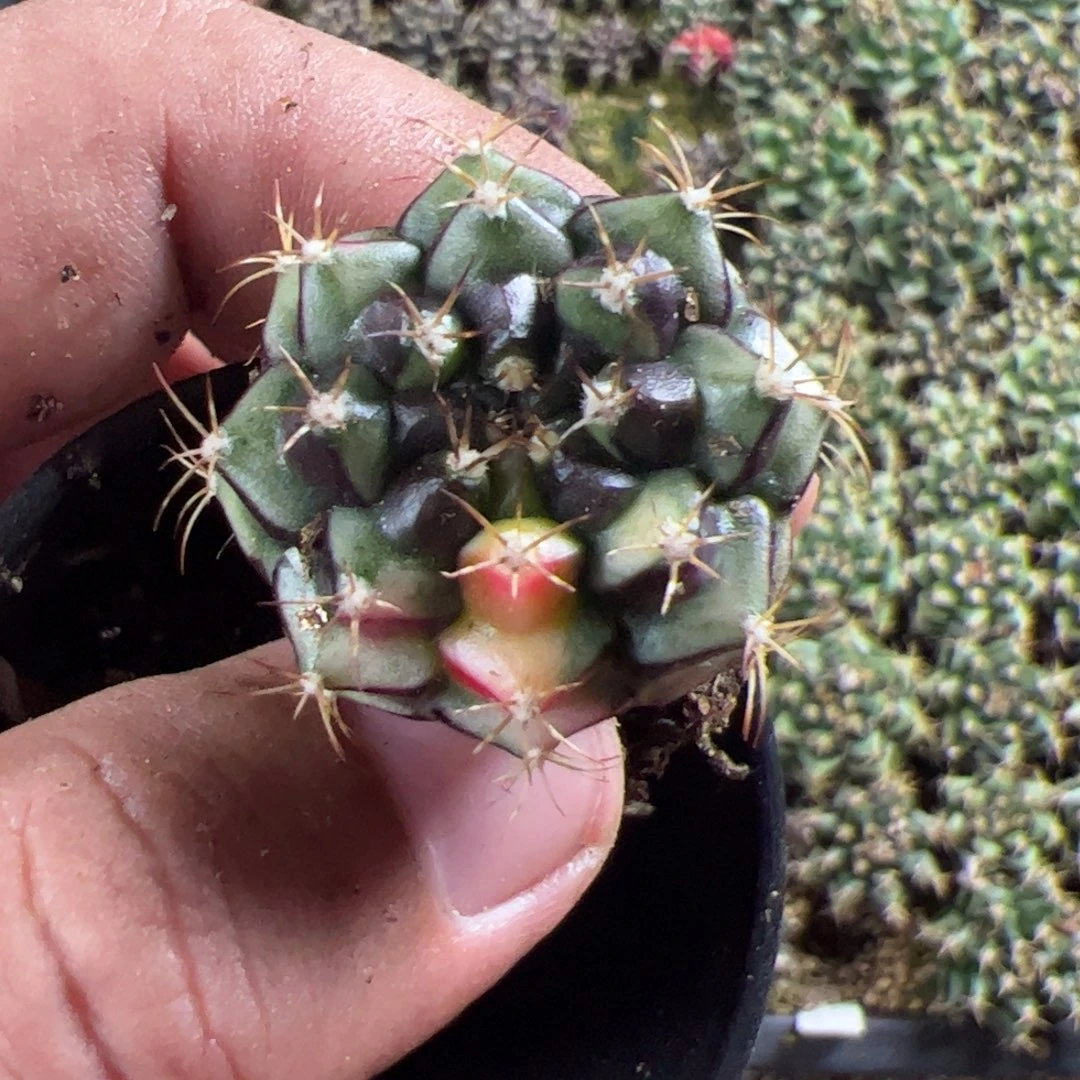 当前无花栽培后可以开花097