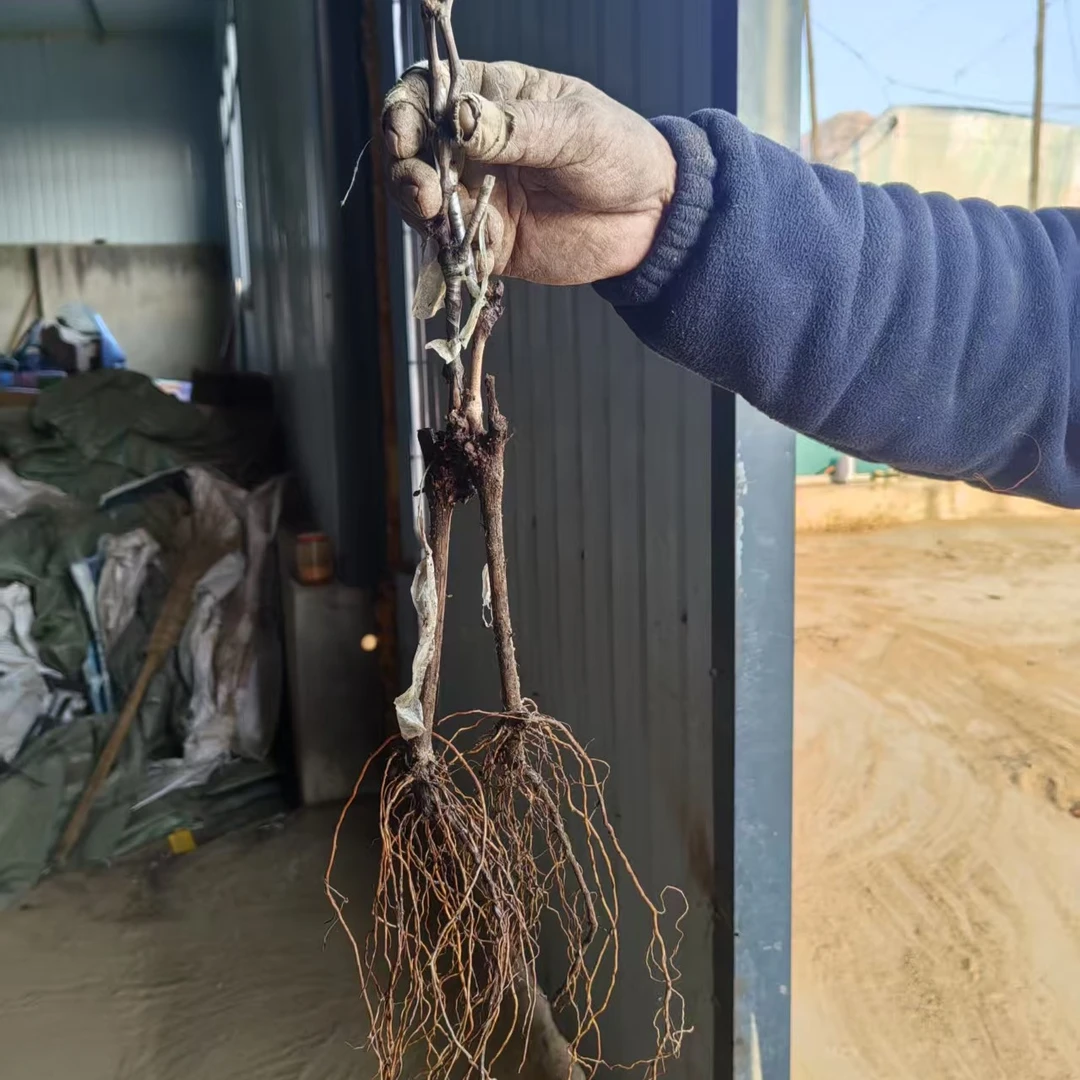 3棵绍兴九号小苗葡萄苗特惠
