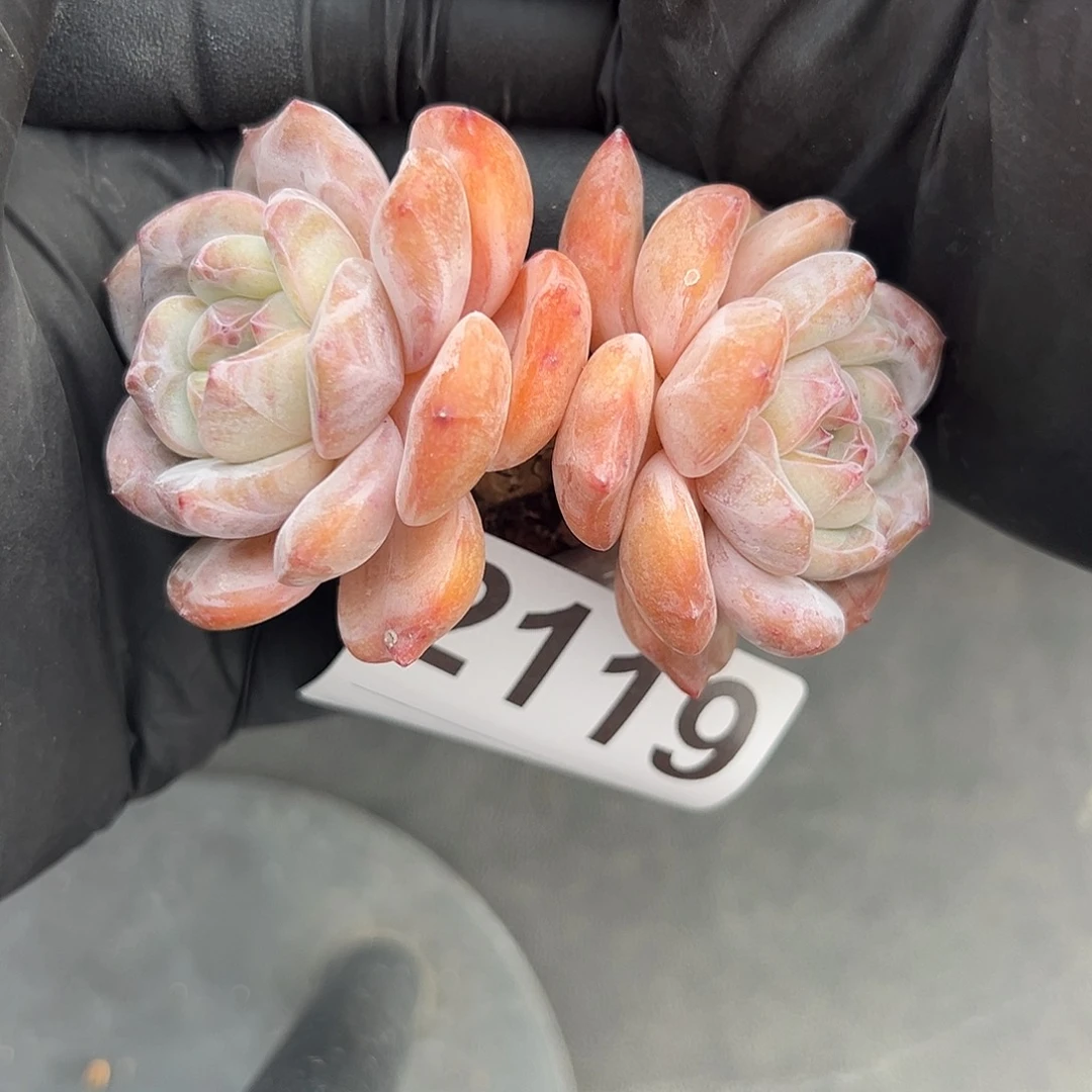 诺***诺2119，双头星影带盆发