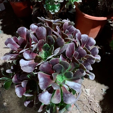 欧紫多肉植物法师135