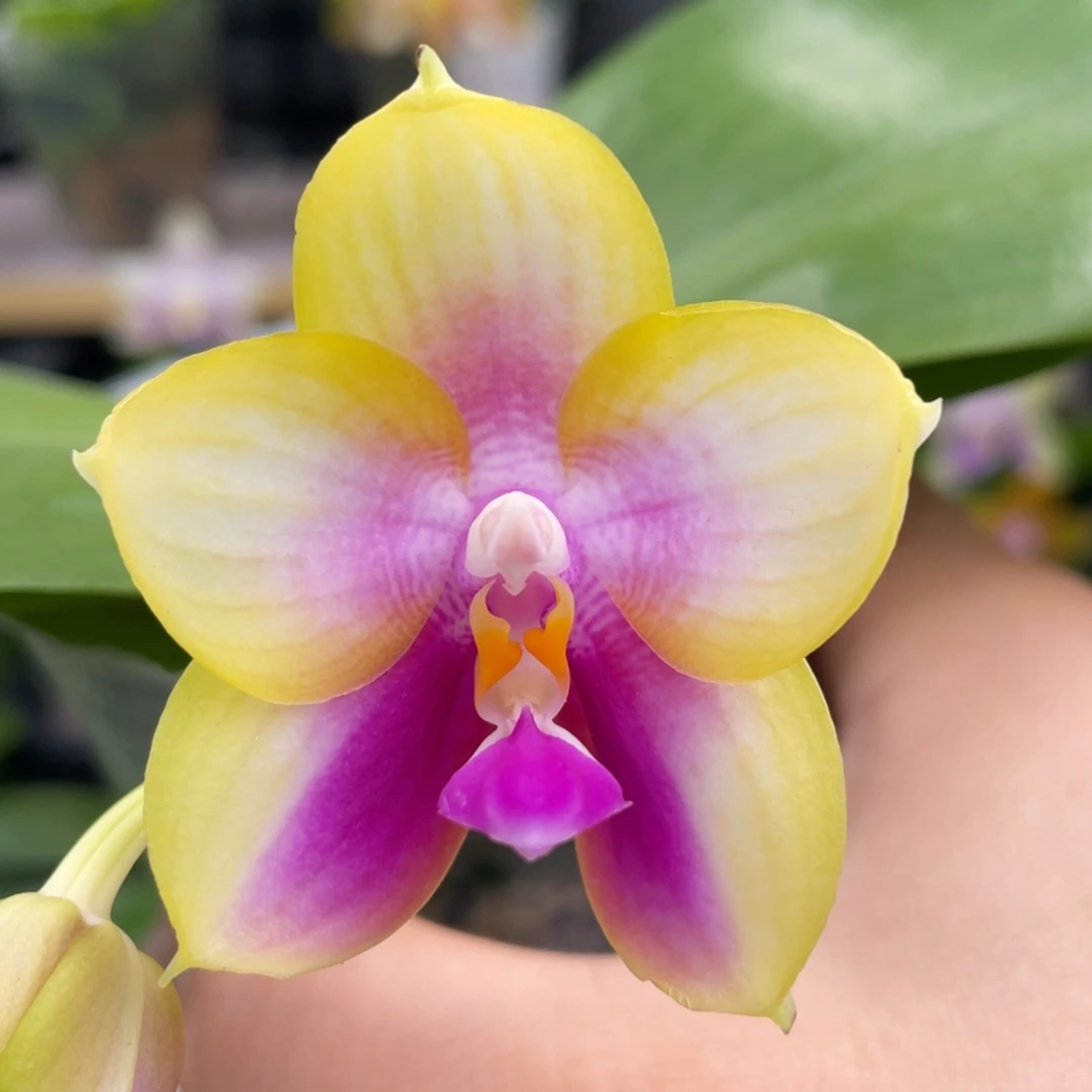 大部分开放少量花苞反射龙交洋洋粉玛丽