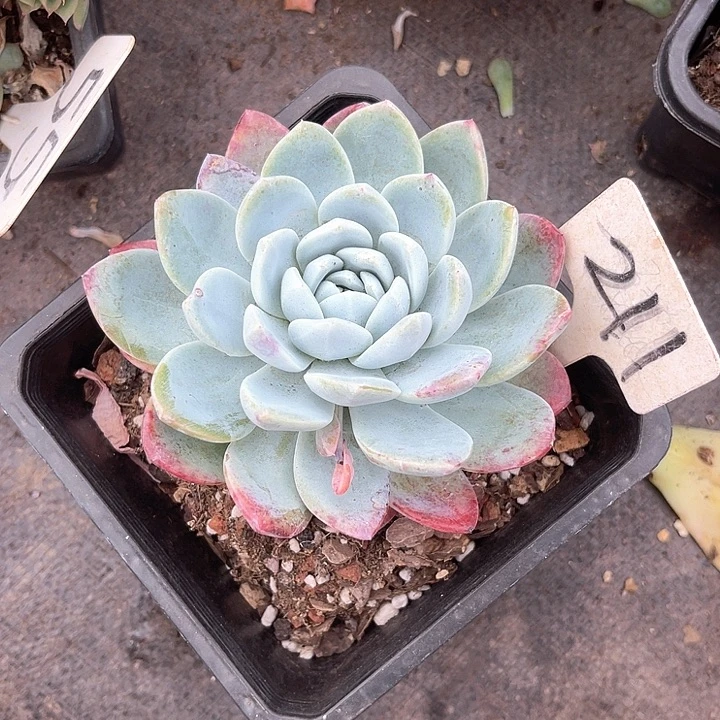 晨语多肉，一物一拍冰玉211