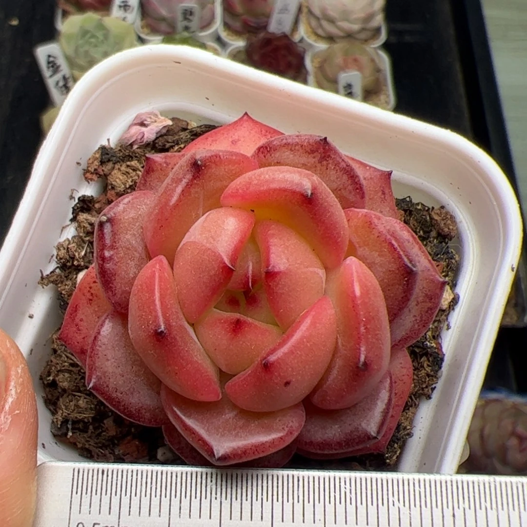 767 多肉植物组合盆栽