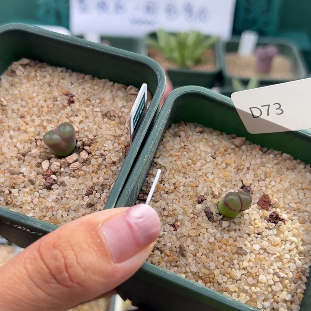 一***精L7.16/73. 优选1797.93斑马风铃。