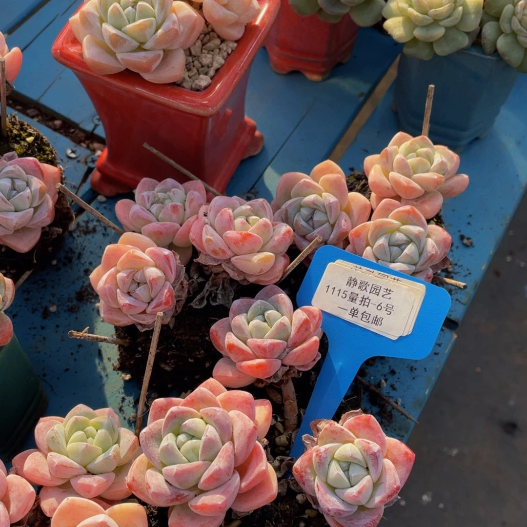 1115-6-飘枝冰玉群一颗量拍