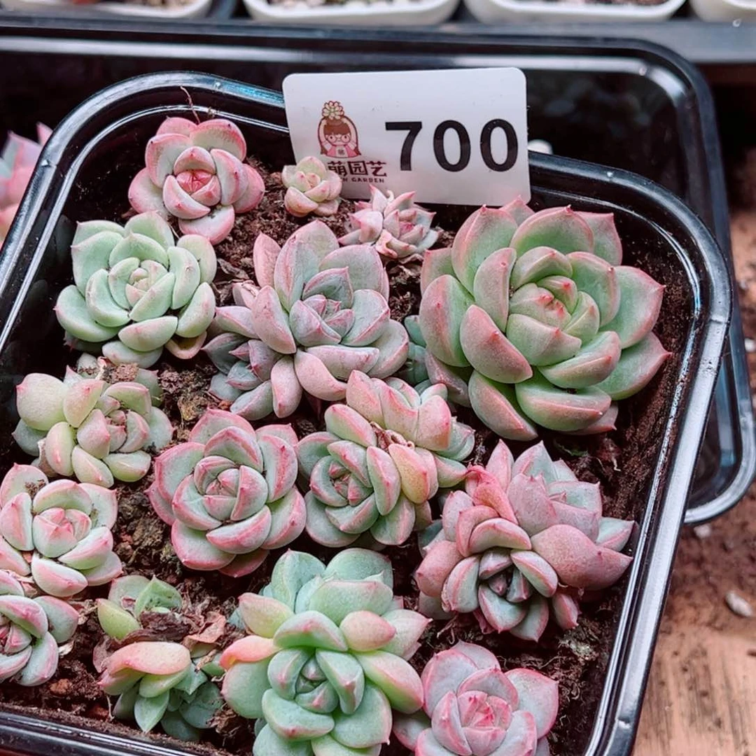 当前无花朵，栽培后可花朵