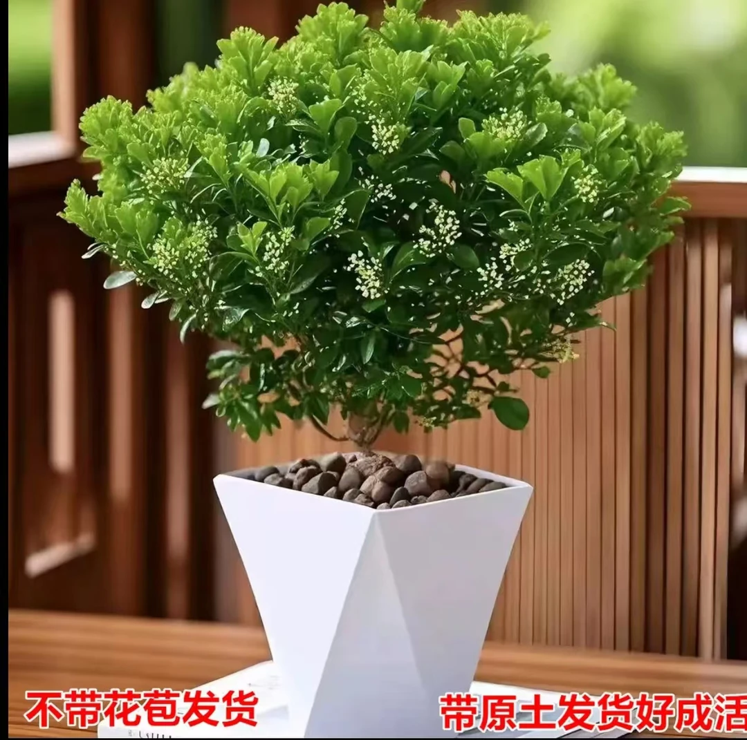 香水米兰开花飘香好养懒人绿植盆栽适合室内外阳台飘窗