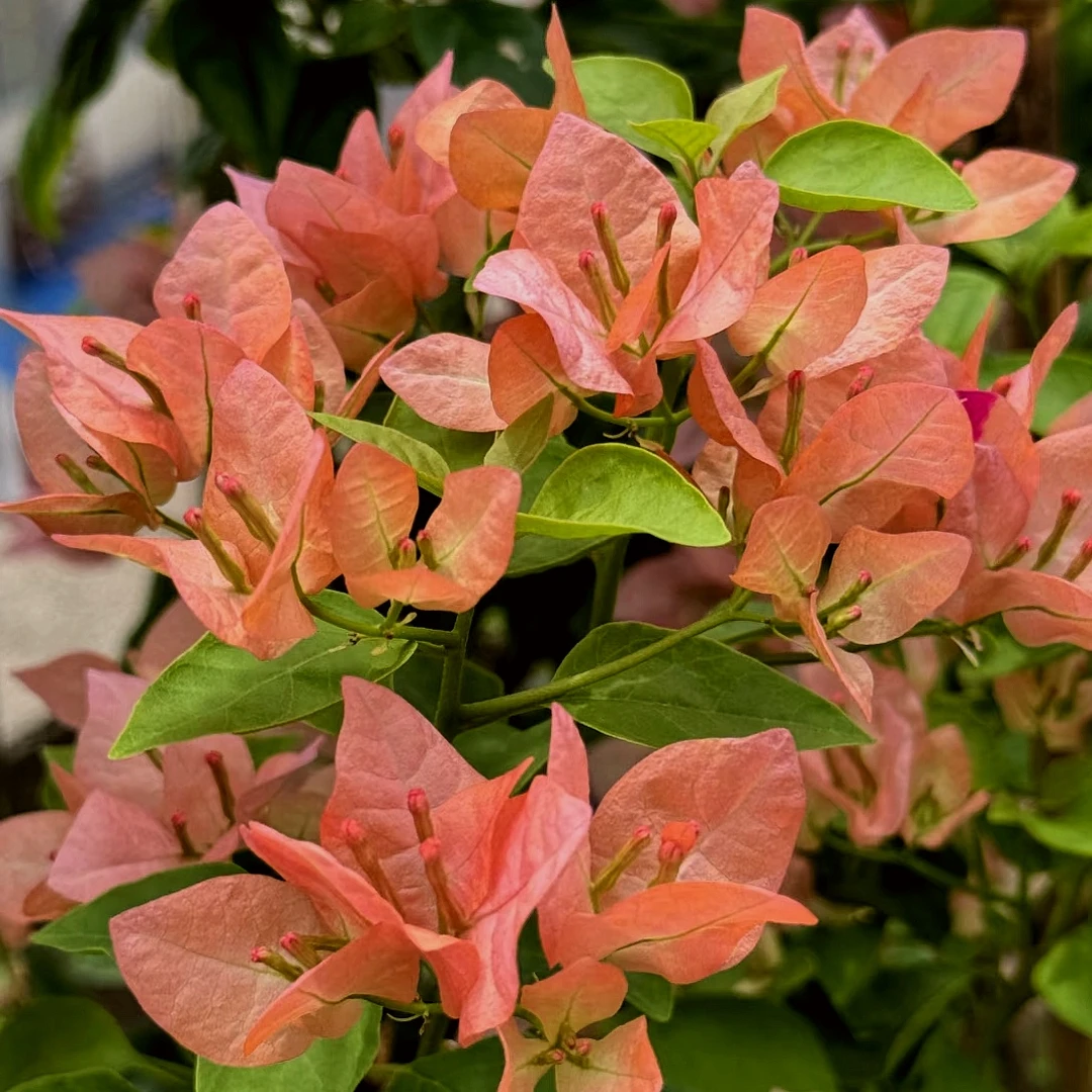 大苗【阿奴娜】橙转橙粉，花量大，四季勤花阳台，庭院种植！