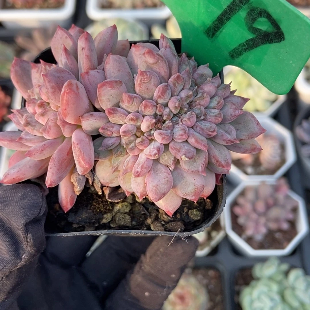 1679粉珍妮缀多肉植物