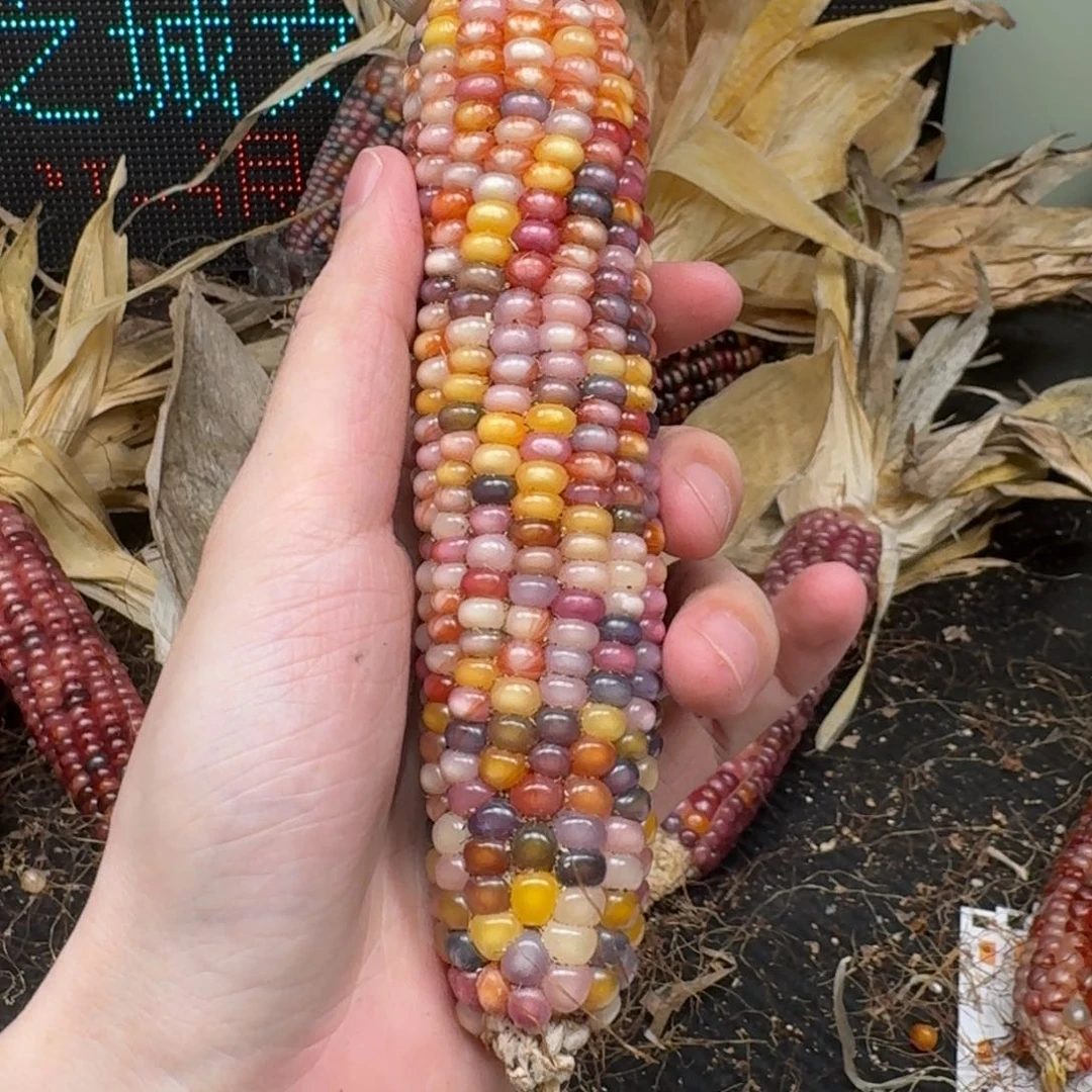 柏香籽/百香籽吊坠?****?