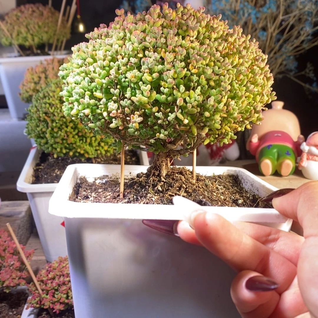 蜜橘带盆土发货一物一拍