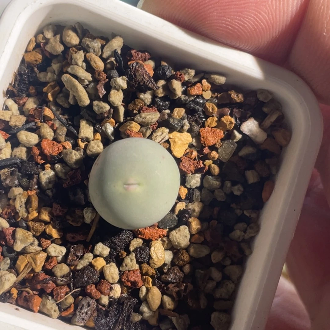 434v嘴嘟嘟嘴植物一物一拍