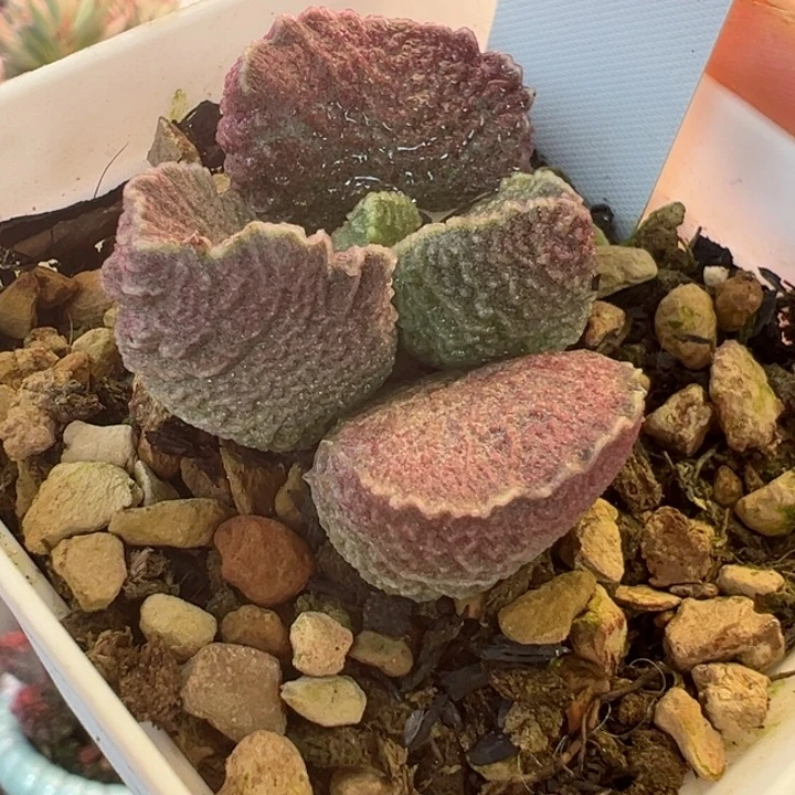 德*哥一物一拍，感谢支持