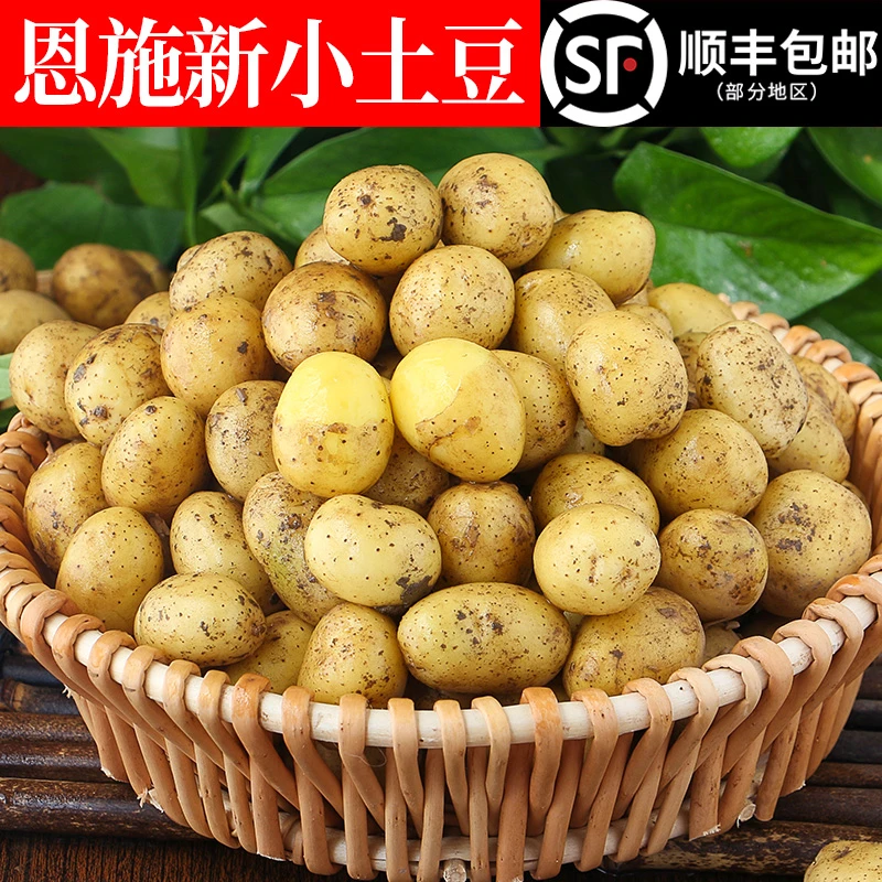 正宗恩施小土豆农家自种美味高山黄心洋芋大马铃薯农家自种