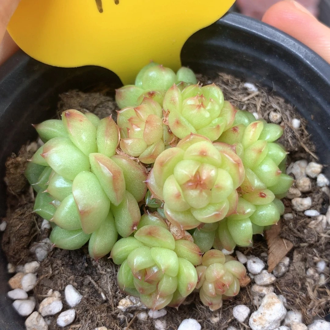 灯泡珍妮无砍自然群1147