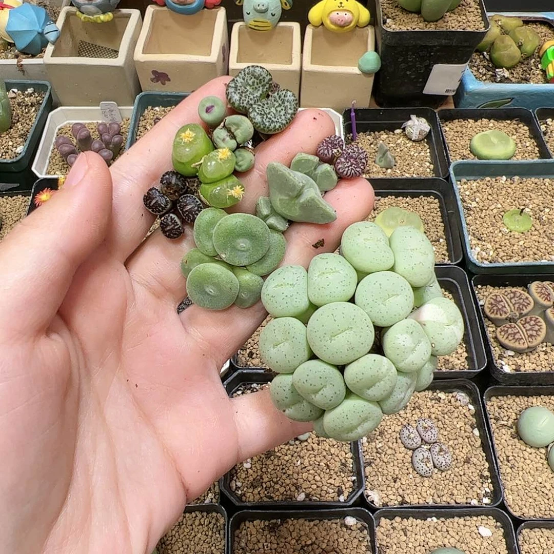 【闪购商品】129 高端必拍