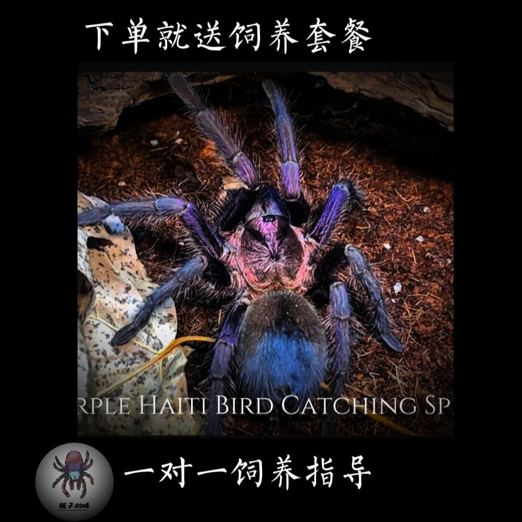 蓝紫海地 活体宠物 颜色艳丽长得大 新手进阶不二之选