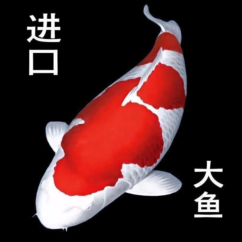 日本纯种锦鲤丹顶灰龙红白大正三色火鲤锦鲤冷水观赏鱼渔场直发