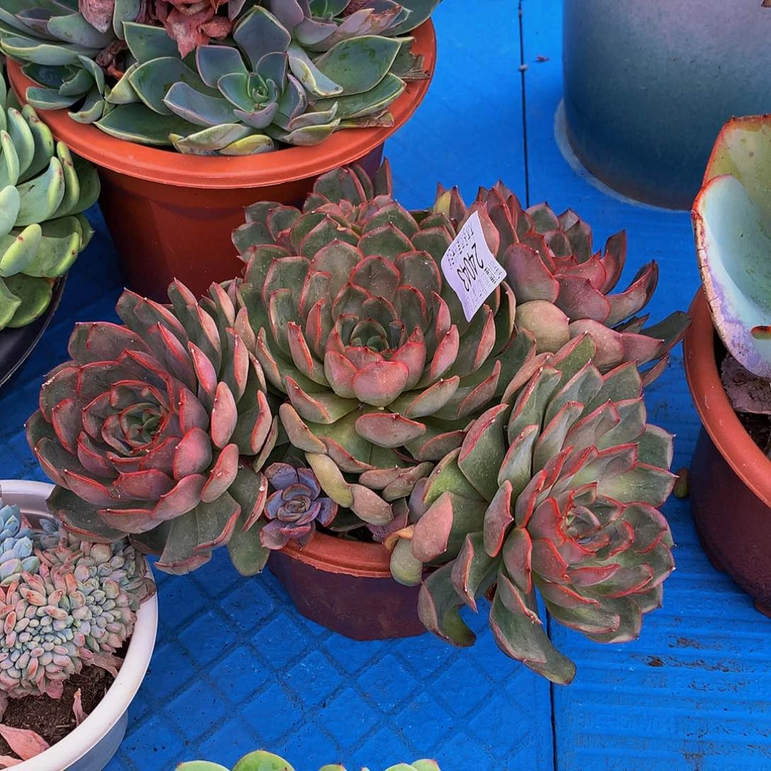 那****    冰红茶多肉24043