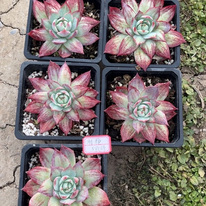 棒***～惊鸿仙子冠幅9-10厘米