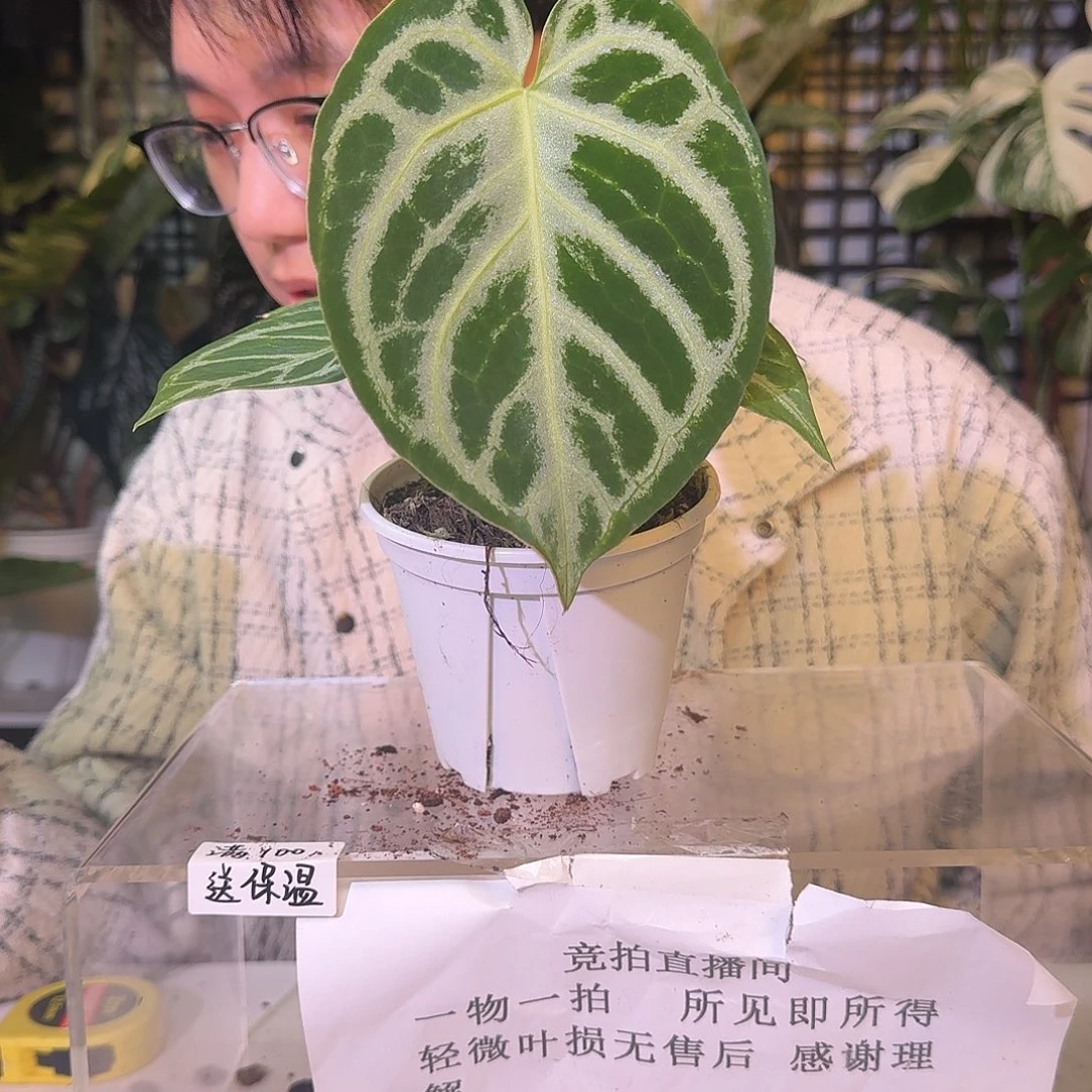 不开花植物C264铜锣烧