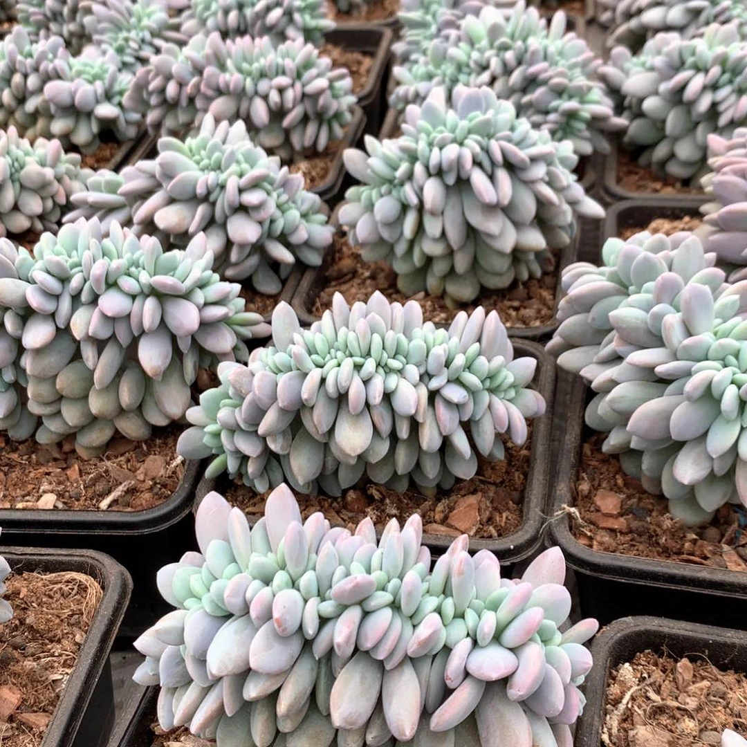 粉兔缀12盆口，侧切 售后范围：签收起7天内