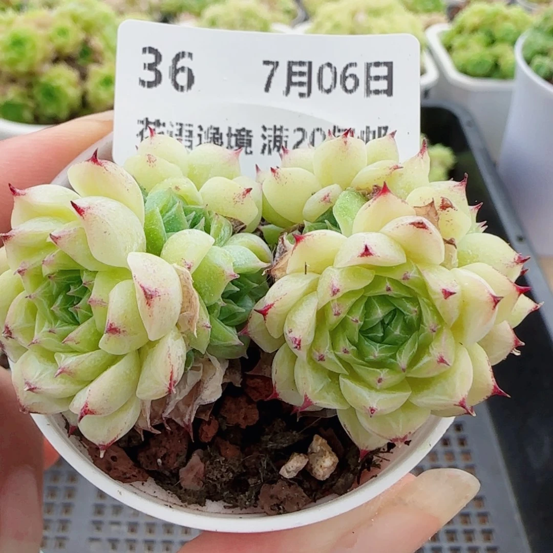 花语逸镜0706-36散