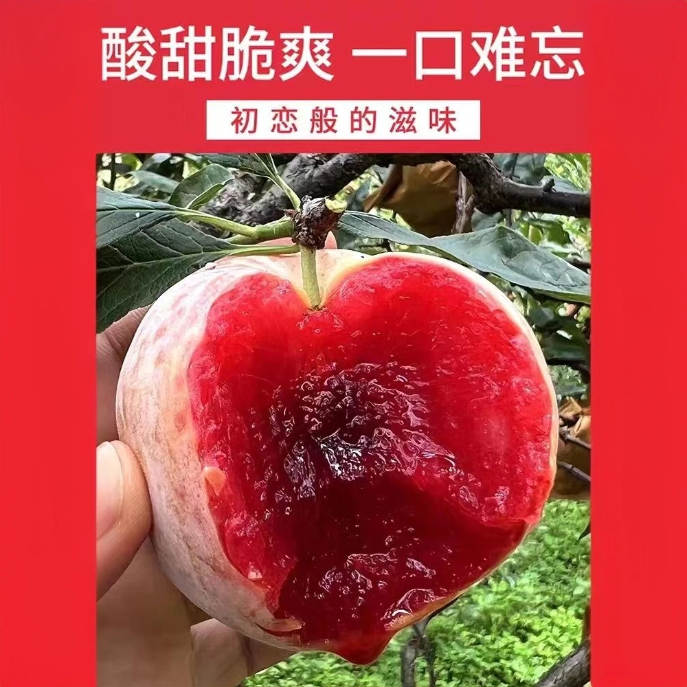 苹果李酸甜脆爽湖南郴州汝城特产红肉多汁芙蓉李应季水果李子现摘