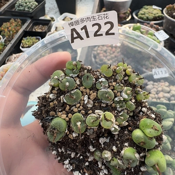 122多肉植物多肉植物