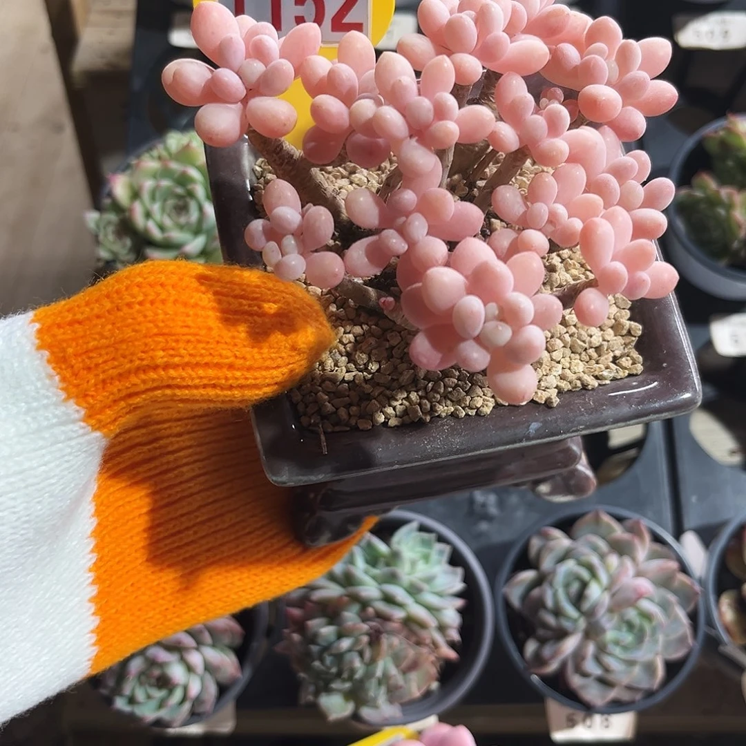 1152老桩鱼子酱多肉植物