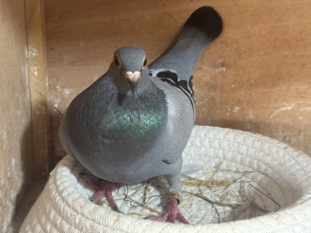 信鸽下单专用链接