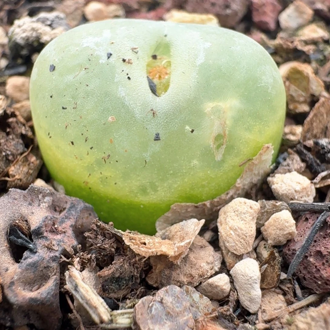 386带盆土发货000000