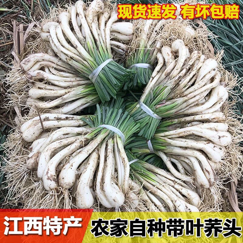 2025江西新鲜藠头农家自种现挖茭头带叶生叫头炒菜藠头新鲜带叶